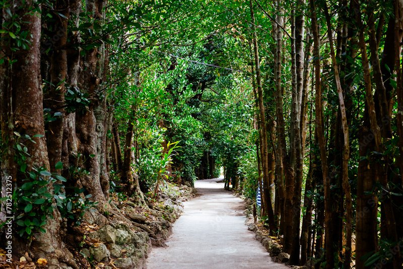 備瀬のフクギ並木